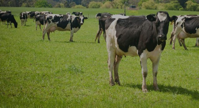 Dairy Australia - NOW Digital